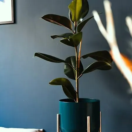 Cocon Clermontois - Moderne Et Cosy كليرمونت-فيراند